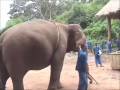 videos de How to Ride an Elephant