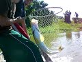 Robalo catch in Arecibo P.R.
