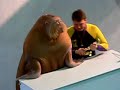 walrus walrus