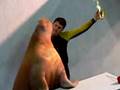 walrus