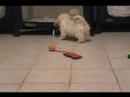 COCKABICHON MALE PUPPY FOR SALE(SIMON) COCKABICHON MALE PUPPY FOR SALE(SIMON)