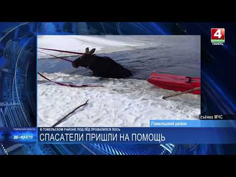 Бензопилой распилили лёд. В Гомельском районе спасатели достали провалившегося под лёд лося видео