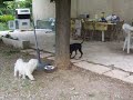 denzey et balou