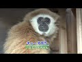 【CBC】2019年2月12日放送「飼育員のとっておき おもしろ映像に込めた願いとは」