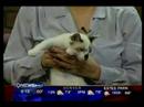 Petline9 - Meiki, RJ and Lisey