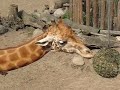 Giraffes