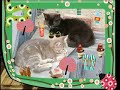 les aristochats, version moi