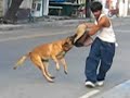 Protection Dog Training in Public (Reality Check) 1