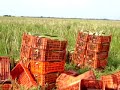 ALOE VERA MIRACOLOSA PIANTA -ITALIANO- NOSTRI 400 HA