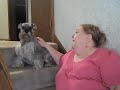 [AMP YOUniversity]-(miniature schnauzer) Amp Up The Volume  www.AmpWithSue.com (ampyouniversity)