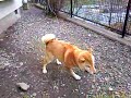 211207りく.3gp