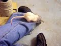 Pet rats - baby girls free-range