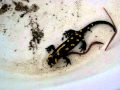 Salamandra algira tingitana