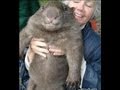 The Hills Have Thighs: Angelina Proudbeaver