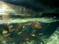 london aquerium