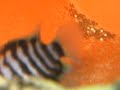 Convict Fry / Wrigglers Close Up Convict Fry / Wrigglers Close Up