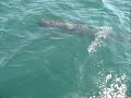 my trip to the cabot trail to see the whales