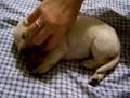 Labrador Retriever video
