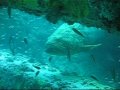 Video footage of Goliath Grouper seen on 2009 Tanks-A-Lot Dive Trips! Updated with footage from July and August dive trips. Watch these amazing creatures swim on ledges and wrecks! Check out other videos from our Tanks-A-Lot Scuba Dive Trips! www.tanksalotdivecharter.com