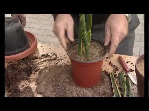 how to trim sansevieria