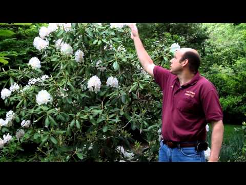 how to care for rhododendron bushes