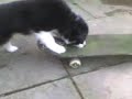 George being tony hawk.3gp George being tony hawk.3gp
