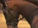 Dressage Training