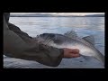 havabbor p� flue - seabass on a fly