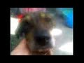 Nuestra Mascota Nuestra Mascota