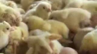 What's wrong with eggs?