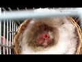Click here to watch this video YKL - My first batch of canary babies.