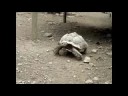 Giant Tortoise