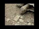 Giant Tortoise