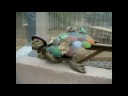 Giant Tortoise