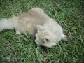 Kitten