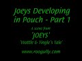 Kangaroo Joeys in Pouch Part 1