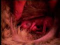 Kangaroo Joeys in Pouch Part 1