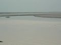 Brahmaputra River Dolphin