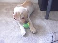 Dusty yellow lab puppy Dusty yellow lab puppy