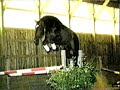 beautiful black horse