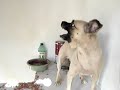 Muito doidão esse cão!