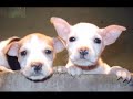 Puppies Die Too