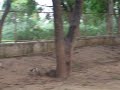 Monkeys! Monkeys!