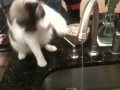 Davis the cat