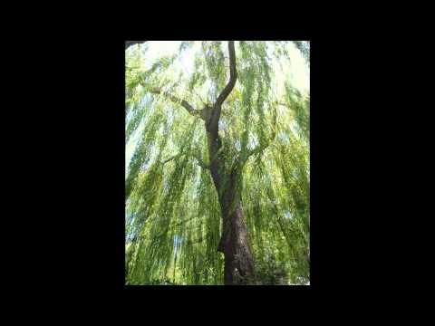 how to fertilize weeping willow tree