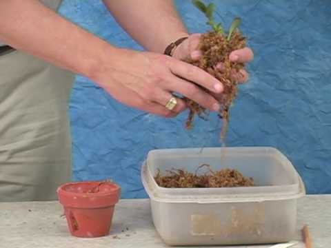 how to replant a keiki