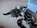 videos de nicole vs nini#1