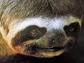 SELVAS  AMAZONICAS