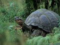SELVAS  AMAZONICAS