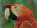 SELVAS  AMAZONICAS